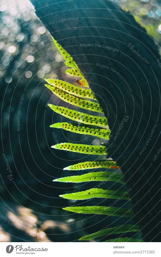 Eine Polypodium-Pflanze, die hinter einem von Sonnenlicht beleuchteten Stamm herausragt schön Kunst Natur Blatt Wald Schalter Wachstum hell natürlich wild grün