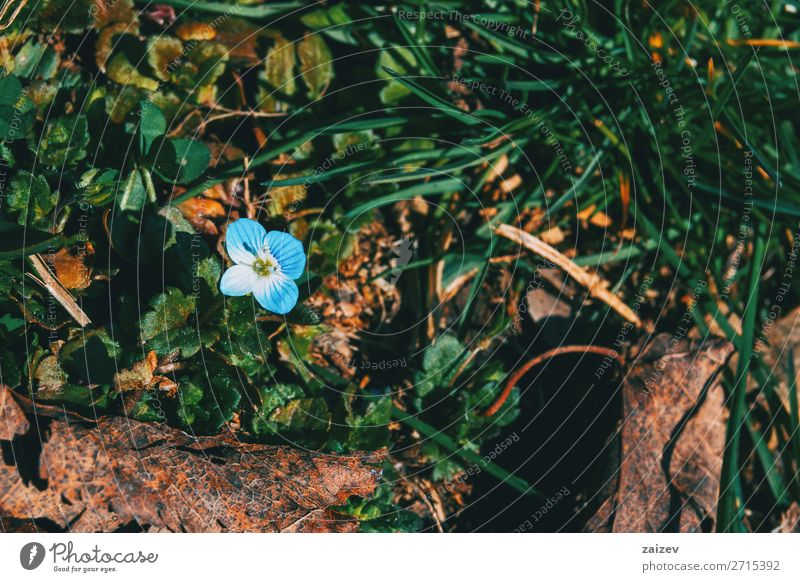 Nahaufnahme einer blauen Veronica persica-Blüte in einem Wald schön Duft Garten Tapete Natur Pflanze Blume Gras Wachstum frisch natürlich wild braun grün