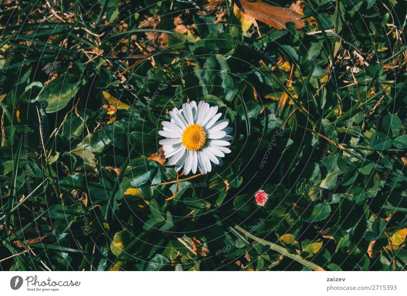 Nahaufnahme einer isolierten Gänseblümchenblüte in der Wildnis schön Leben Tapete Natur Pflanze Blume Blatt Blüte Garten Park Wiese Feld Wald Wachstum wild gelb