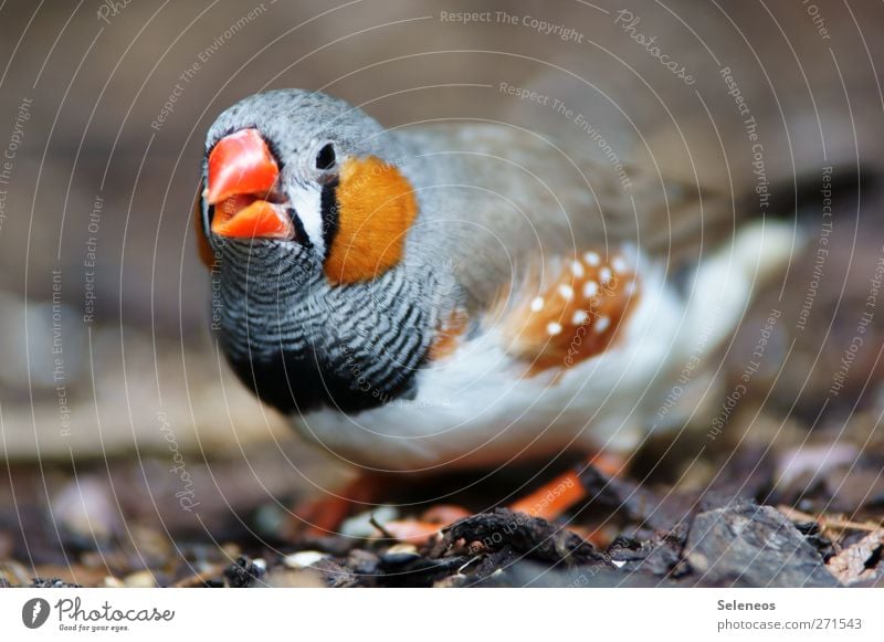 piep Umwelt Natur Tier Frühling Sommer Vogel Tiergesicht Flügel Feder gefiedert 1 nah Neugier Farbfoto Außenaufnahme Tag Licht Schwache Tiefenschärfe