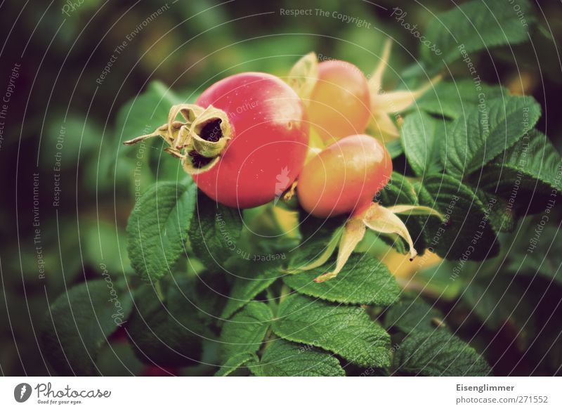 rosa rugosa Pflanze Sonnenlicht Sommer Blatt Nutzpflanze Wildpflanze Hagebutten Kartoffelrose Gesundheit vitaminreich Frucht rot gelb Farbfoto Gedeckte Farben