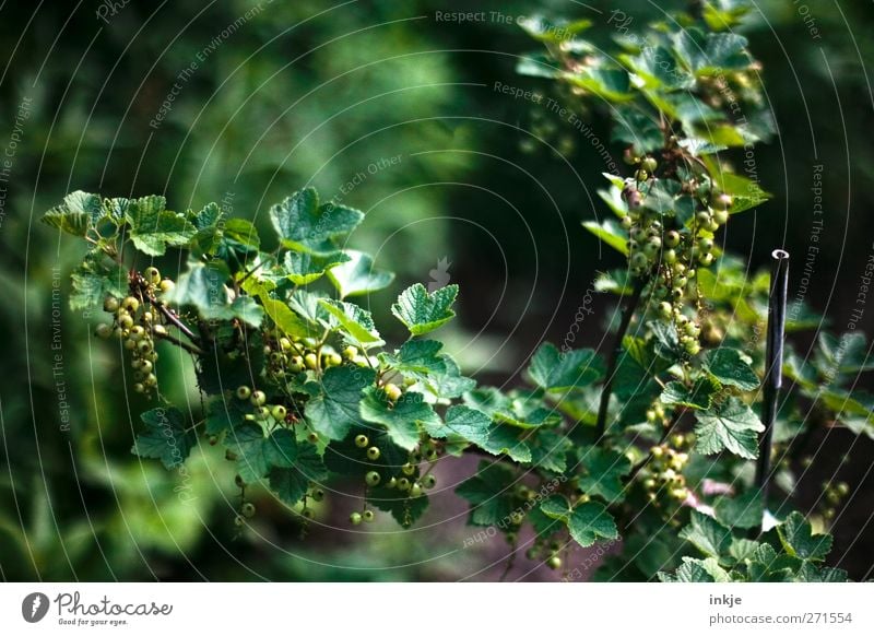 unreife Johannisbeeren Gartenarbeit Natur Sommer Sträucher Nutzpflanze Johannisbeerstrauch Fruchtstand Wachstum grün Wandel & Veränderung voll Farbfoto