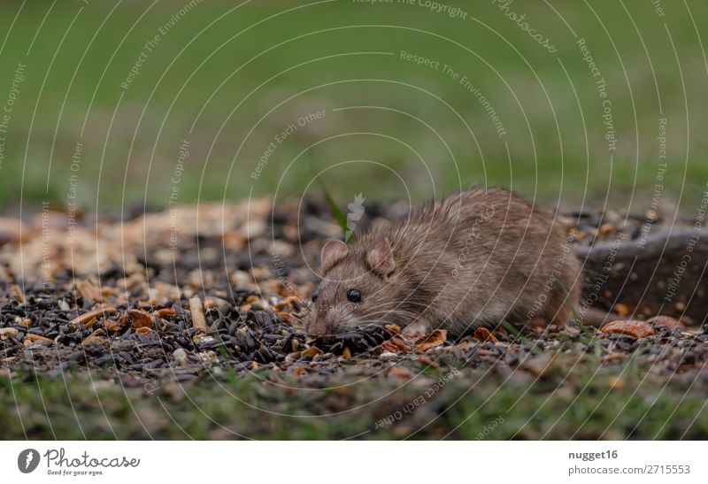 Ratte Umwelt Natur Pflanze Tier Frühling Sommer Herbst Winter Schönes Wetter Gras Garten Park Wiese Feld Wildtier Maus Tiergesicht Fell Pfote Wanderratte 1