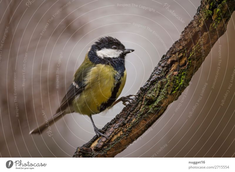 Kohlmeise Umwelt Natur Pflanze Tier Frühling Sommer Herbst Winter Schönes Wetter Baum Ast Garten Park Wald Wildtier Vogel Tiergesicht Flügel Krallen Meisen 1