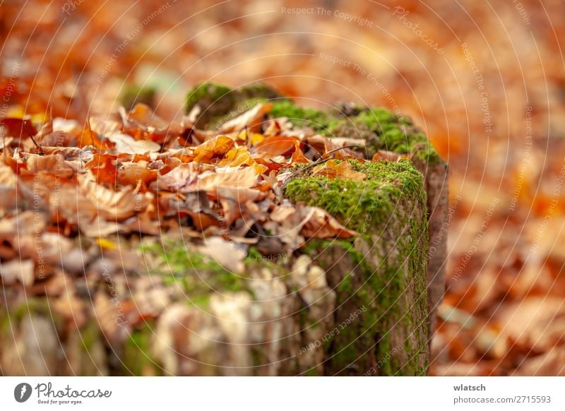 Sommerende ruhig Jagd Ausflug Freiheit wandern Umwelt Natur Landschaft Herbst Baum Moos Blatt Wald natürlich Abenteuer Farbfoto mehrfarbig Außenaufnahme Tag