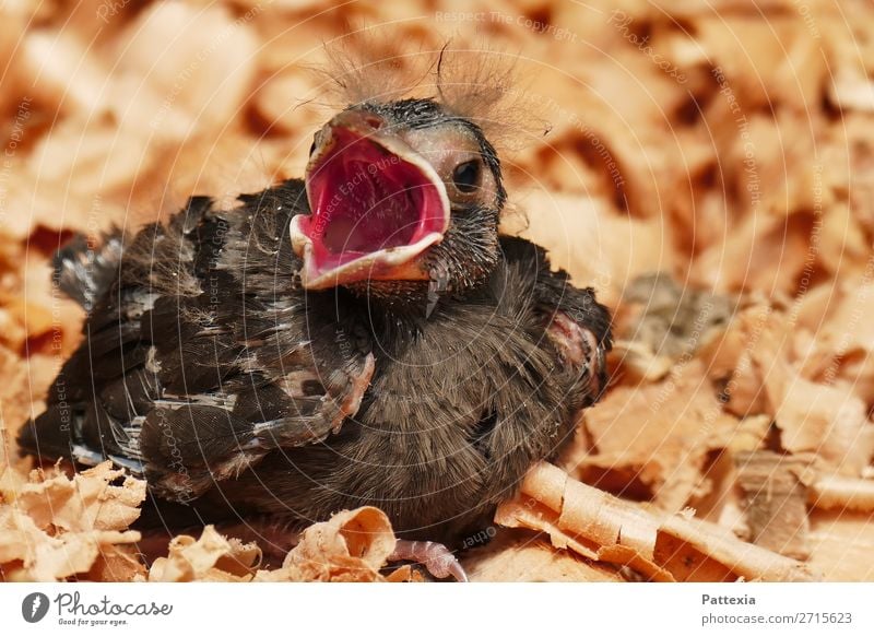 Signalisierung des Hungers Tier Vogel 1 Tierjunges Blick schreien sitzen warten kuschlig klein niedlich grau rot Neugier Hoffnung gefährlich Verzweiflung