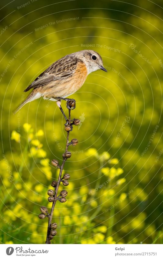 Schlanker Vogel auf einem schlanken Ast schön Leben Mann Erwachsene Umwelt Natur Tier Blume Moos Stein klein natürlich wild braun gelb weiß Schwarzkehlchen