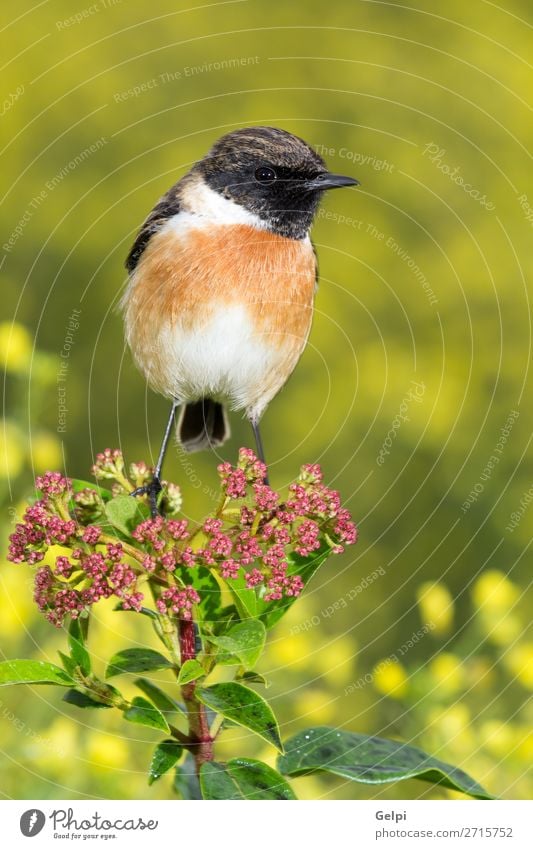 Schöner Wildvogel schön Leben Mann Erwachsene Umwelt Natur Tier Blume Vogel klein natürlich wild braun gelb rot weiß Schwarzkehlchen Tierwelt allgemein gehockt