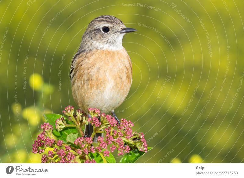 Schöner Wildvogel schön Leben Frau Erwachsene Umwelt Natur Tier Blume Vogel klein natürlich wild braun gelb rot weiß Schwarzkehlchen Tierwelt allgemein gehockt