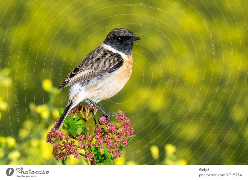 Schöner Wildvogel schön Leben Mann Erwachsene Umwelt Natur Tier Blume Vogel klein natürlich wild braun gelb rot weiß Schwarzkehlchen Tierwelt allgemein gehockt