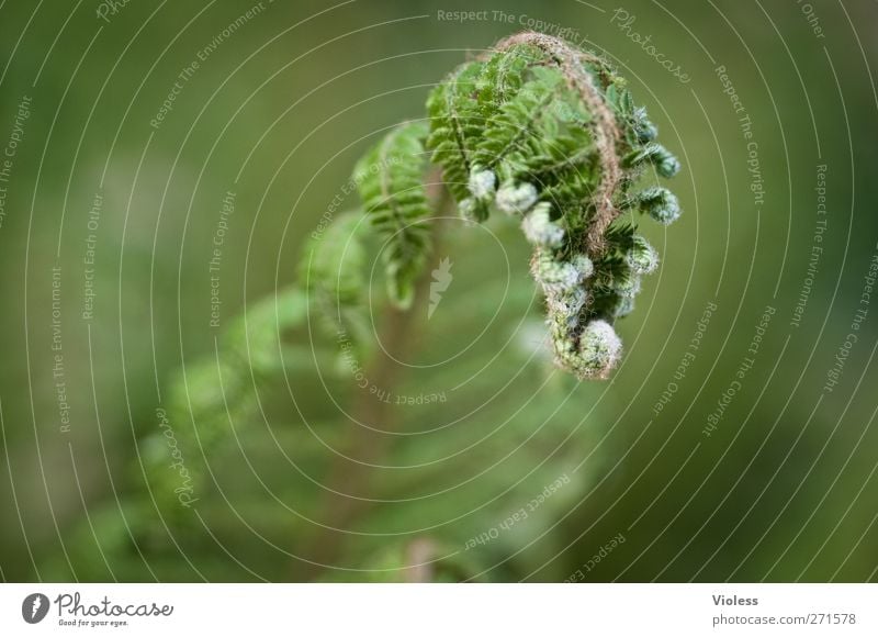 es grünt so grün wenn........... Natur Pflanze Farn Blatt Grünpflanze Wachstum Farnblatt aufgerollt Farbfoto Außenaufnahme Tag Unschärfe Schwache Tiefenschärfe