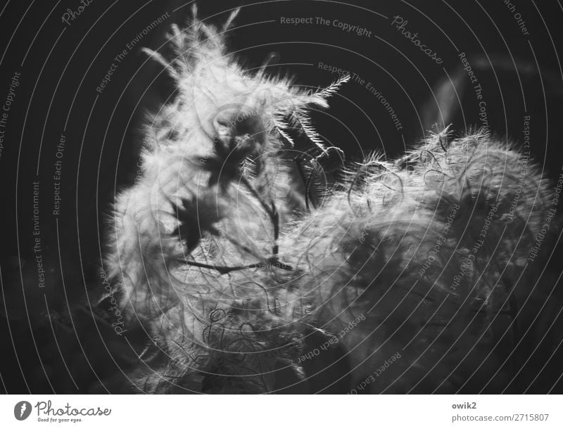 Späthippie Pflanze Blüte Umwelt Natur kuschlig dunkel schwarz weiß Trauer Vergänglichkeit weich fluffig geschmeidig fadenförmig samtig zerzaust Härchen Fussel