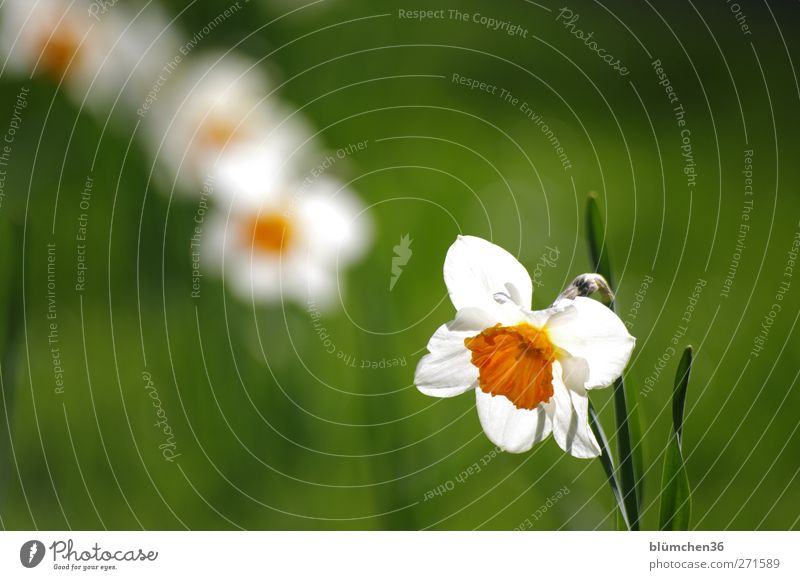 Mein rechter Platz ist leer... Natur Pflanze Frühling Schönes Wetter Blume Blüte Narzissen Gelbe Narzisse Blühend Blütenblatt Blütenstempel Garten Park leuchten