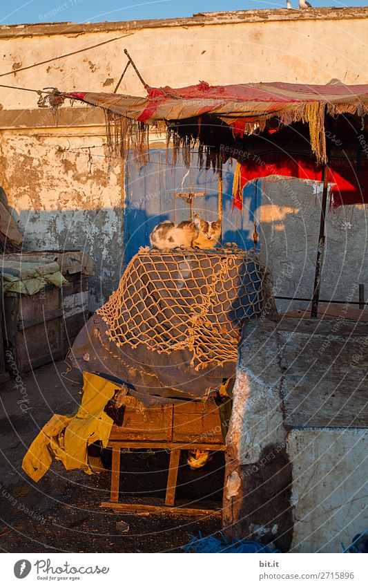 Zwei junge Katzen sitzen auf einem Tisch im Hafen. Ferien & Urlaub & Reisen Abenteuer Ferne Fischerdorf Hütte Mauer Wand Tier Haustier Tierjunges Tierliebe