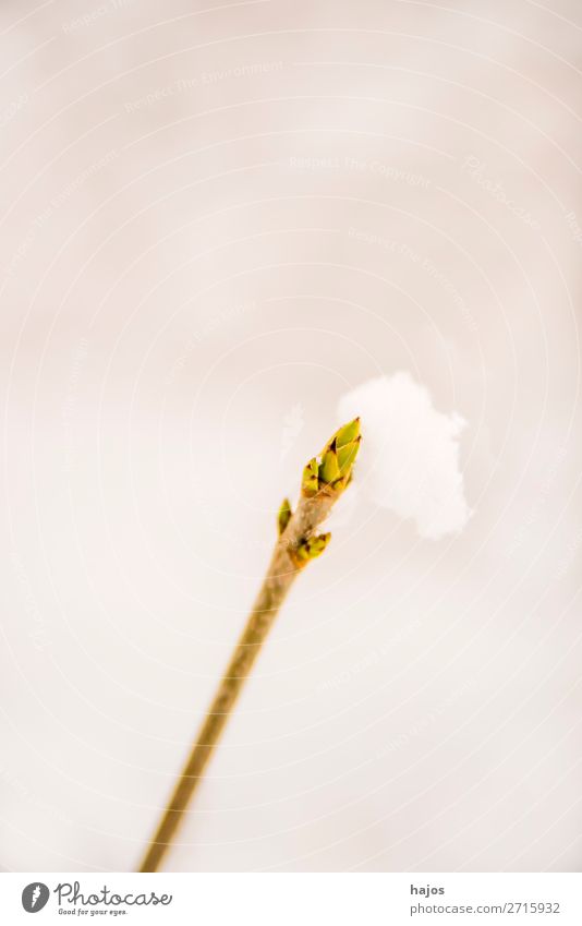 Baumknospe im Schnee Winter Wetter springen Schneehaub verzuckert Knospe Trieb Austrieb Jahresze weiß Nahaufnahme Textfreiraum Farbfoto Außenaufnahme