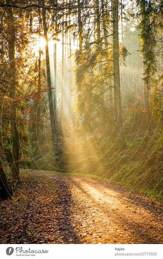 Sonnenstrahlen im Wald Erholung Winter Natur Wärme weich Idylle Spot Lichterscheinung Beleuchtung hellleuchtend märchenhaft Weg Herbst Farbfoto Außenaufnahme