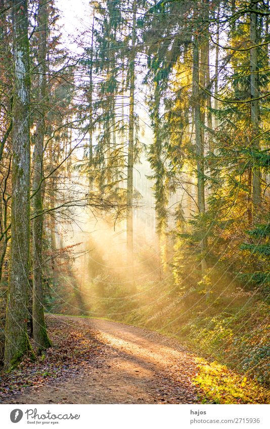 Sonnenstrahlen im Wald Erholung Winter Natur Wärme weich Idylle Bühnenbeleuchtung Lichterscheinung Waldweg hell schön märchenhaft mystisch erleuchtet sonnig