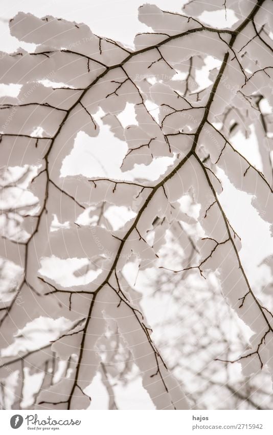 Ast mit Schneehaube Winter Natur Wetter Baum Frieden rein Zweig verschneit verzuckert weiß Jahreszeit Froschperspektive Farbfoto Außenaufnahme Menschenleer Tag