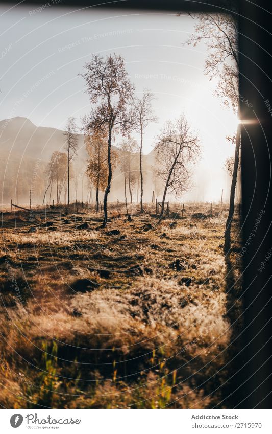 Nebliger Wald im Herbst Nebel Berge u. Gebirge Hügel Natur Landschaft Baum Jahreszeiten Licht Morgen Orange klein Blatt Park Wetter schön mehrfarbig natürlich