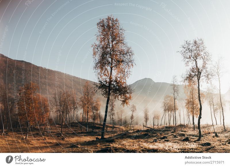 Nebliger Wald im Herbst Nebel Berge u. Gebirge Hügel Natur Landschaft Baum Jahreszeiten Licht Morgen Orange klein Blatt Park Wetter schön mehrfarbig natürlich