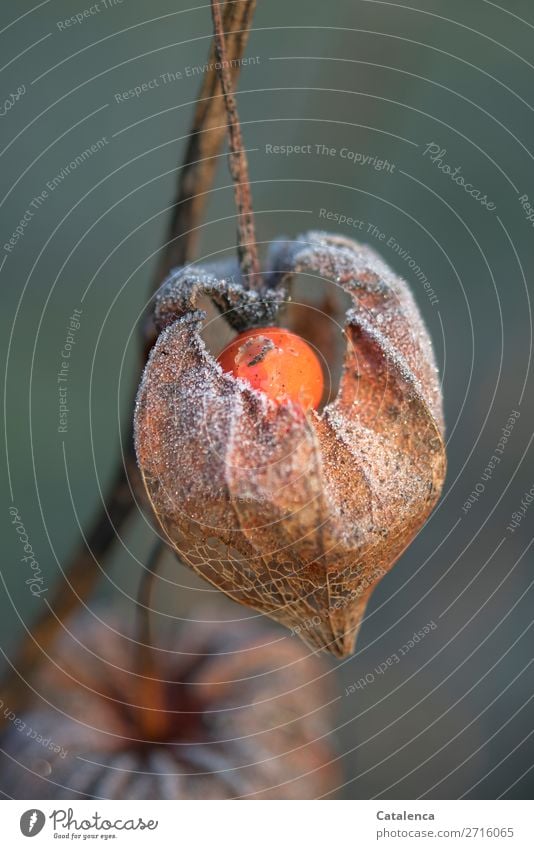 Physalis, mit Raureif bedeckt Frucht Natur Pflanze Urelemente Winter Eis Frost Blüte Lampionblume Garten kalt braun orange türkis weiß Stimmung Design Farbfoto