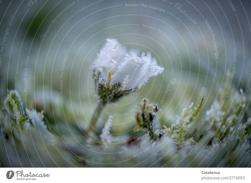 Widerstand; Gänseblümchen, Rasen und Raureif Natur Pflanze Urelemente Winter Wetter Eis Frost Blume Gras Moos Blatt Blüte Garten Wiese Blühend frieren schön