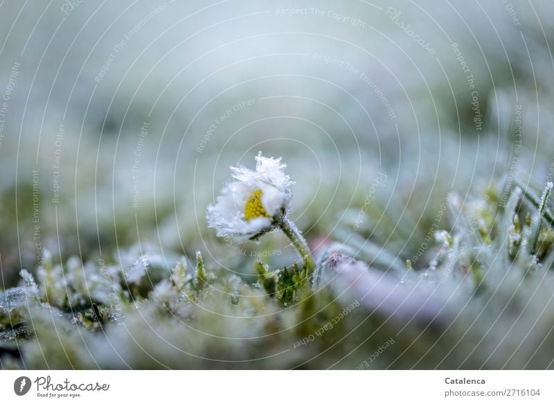 Gänseblümchen, Rasen und Raureif Natur Pflanze Urelemente Winter Eis Frost Blume Gras Moos Blatt Blüte Wildpflanze Garten Wiese Eiskristall Blühend frieren