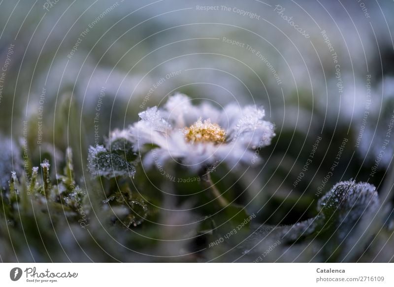 Im Winter ein Gänseblümchen Natur Pflanze Urelemente Eis Frost Blume Gras Moos Blatt Blüte Garten Park Wiese schön kalt klein gelb grün rosa schwarz Stimmung