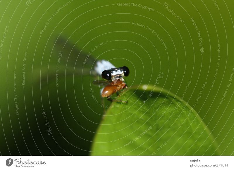 fette beute Pflanze Tier Blatt Wildtier Insekt Klein Libelle 1 2 Fressen grün Blick Beute Farbfoto Außenaufnahme Nahaufnahme Makroaufnahme Menschenleer