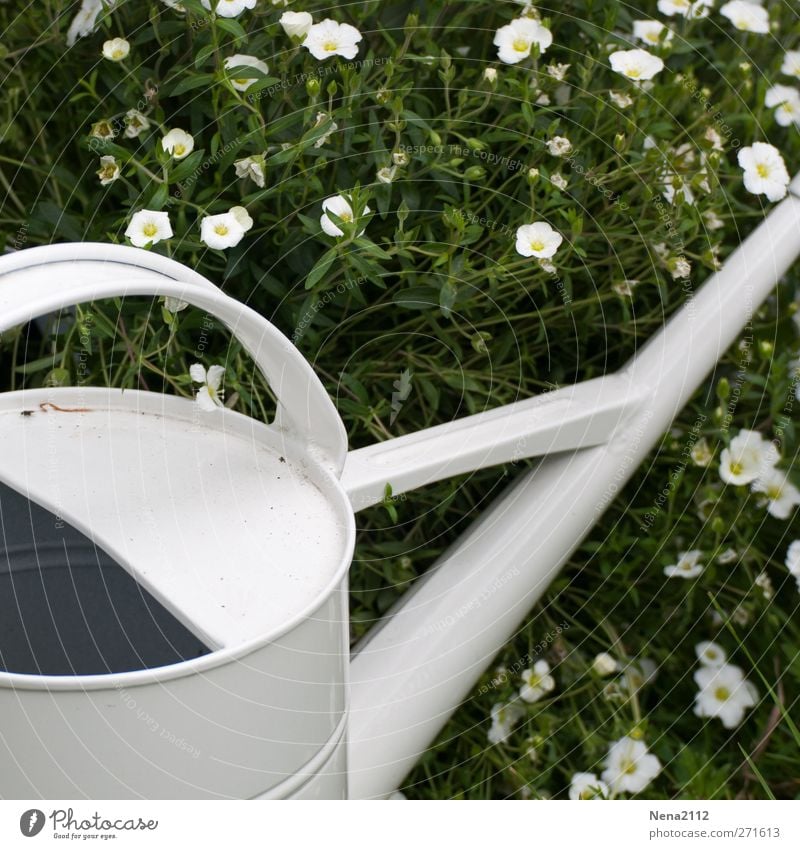 White summer Natur Pflanze Frühling Sommer Schönes Wetter Blume Gras Garten ästhetisch weiß gießen Gießkanne heiß Metallwaren Stillleben ruhend Wasser Wärme