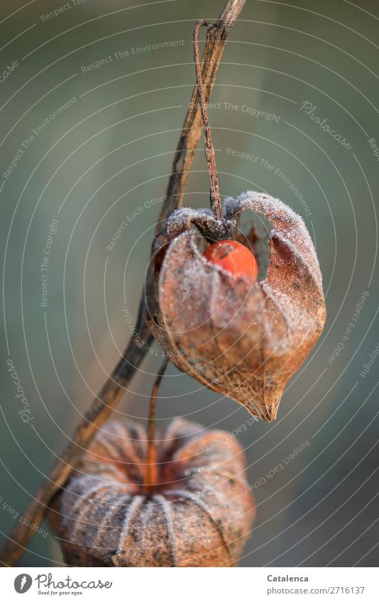 Frostig; mit Raureif bedeckte Physalis Natur Pflanze Urelemente Winter Eis Lampionblume Garten schön kalt kaputt braun grün orange Stimmung Überleben