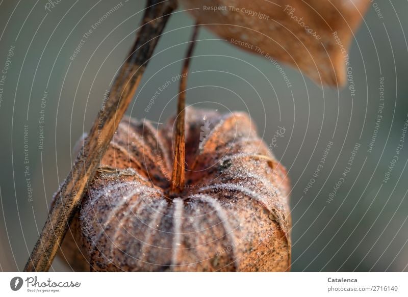 Kälteeinbruch, mit Frost überzogene Physalisblüte Natur Pflanze Winter Eis Blüte Lampionblume Garten kalt braun orange türkis weiß Stimmung Erschöpfung