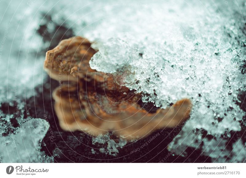 Eis auf der Halterung Pilz Nahaufnahme Frucht Winter Schnee Umwelt Natur Pflanze Herbst Wald Wachstum braun Klammerpilz in der Nähe von Anlagenmerkmal