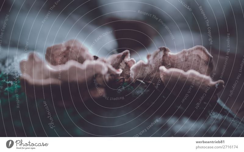 Klammerpilz Nahaufnahme Frucht Umwelt Natur Pflanze Herbst Wald Wachstum braun in der Nähe von Anlagenmerkmal Pilz Speisepilz lebender Organismus Anlagenteil