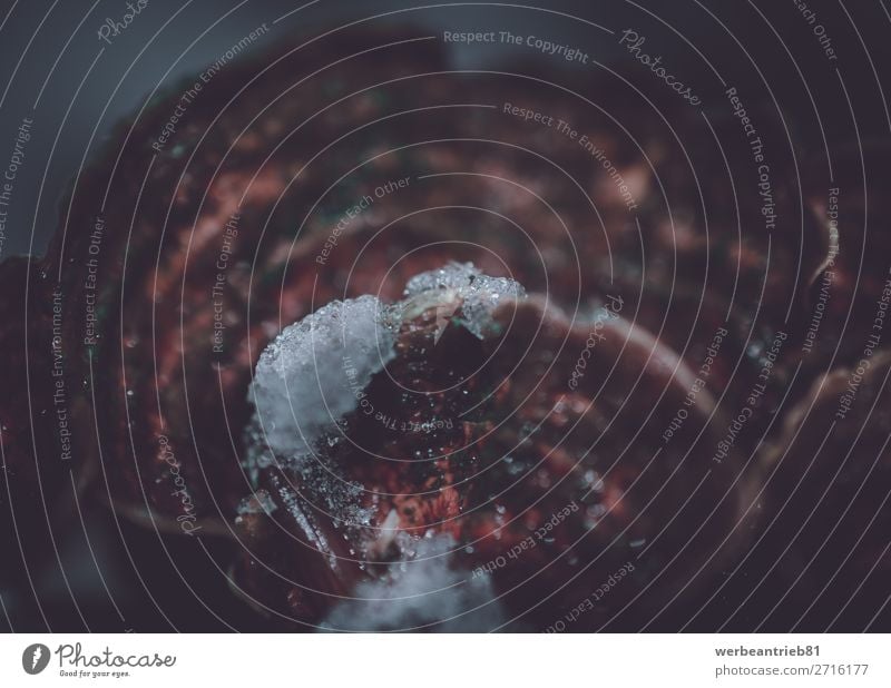Eis auf der Halterung Pilz Nahaufnahme Frucht Winter Schnee Umwelt Natur Pflanze Herbst Wald Wachstum braun Klammerpilz in der Nähe von Anlagenmerkmal