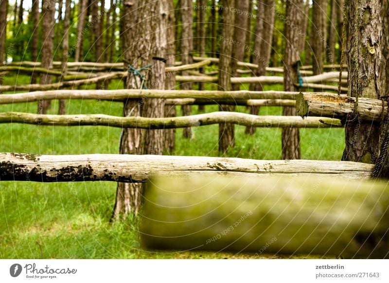 Holz Erholung Ferien & Urlaub & Reisen Tourismus Ausflug Abenteuer Sommer Meer Landwirtschaft Forstwirtschaft Handwerk Umwelt Natur Landschaft Baum Wald Ostsee