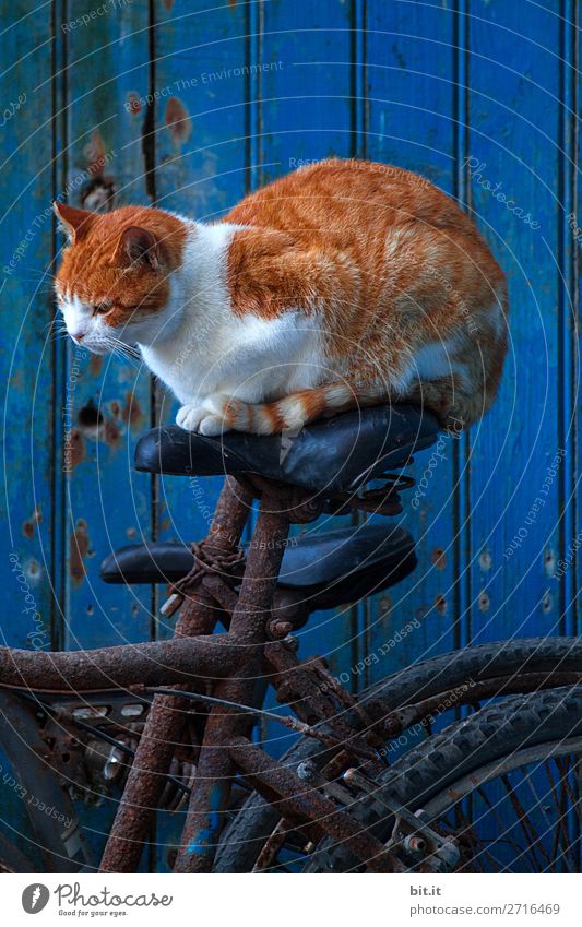 Rote Tigerkatze sitzt auf einem Fahrradsattel vor blauer Tür. Mauer Wand Verkehr Verkehrsmittel Fahrradfahren Tier Haustier Katze Glück listig maritim verrückt