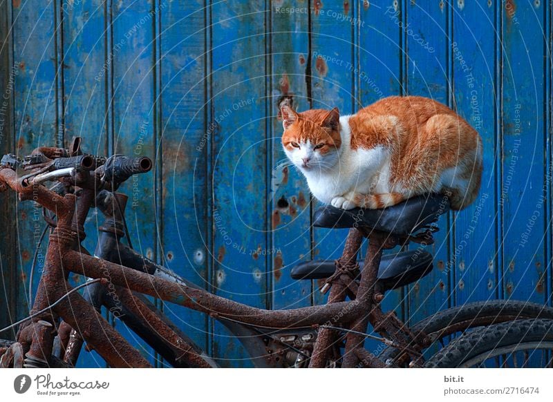 Bin ich seltsam? I Gedankenspiele Sport Tier Haustier Katze hocken lustig verrückt skurril Surrealismus Hauskatze Rad Fahrrad außergewöhnlich Farbfoto