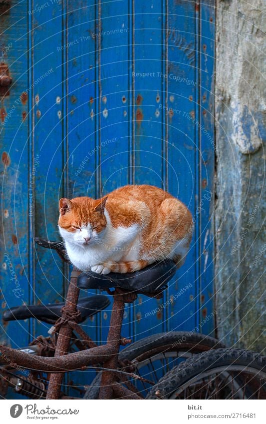 On the Road again l komm wir fahrn nach Panama Ferien & Urlaub & Reisen Tourismus Fahrradfahren Mauer Wand Tier Haustier Katze sitzen Zufriedenheit bizarr