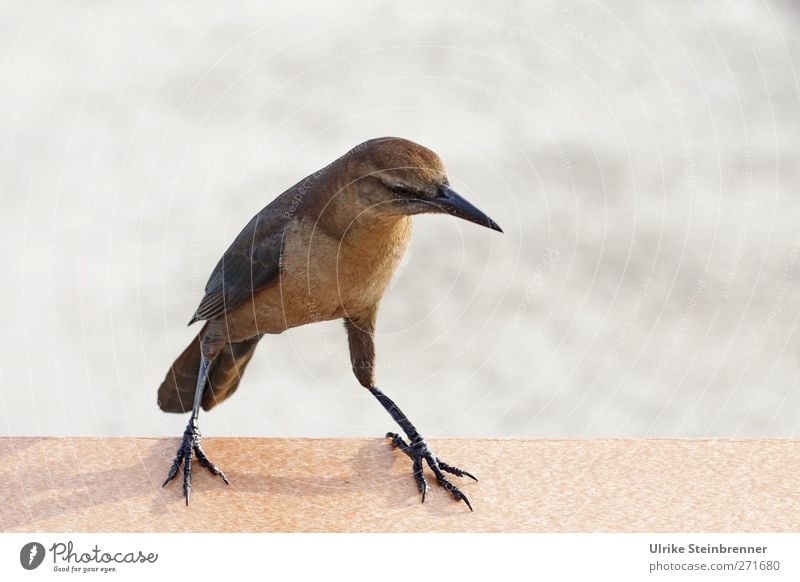 Rechts, links, Cha-Cha Tier Wellen Küste Meer Brücke Wildtier Vogel Flügel Krallen Heron 1 beobachten Bewegung festhalten hocken Jagd laufen sitzen stehen