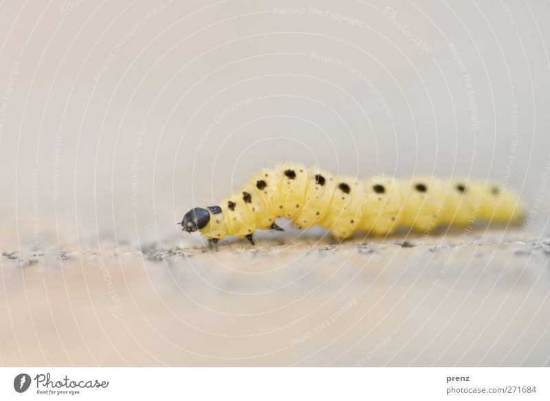 Gespinst Umwelt Natur Tier Wildtier 1 gelb grau Raupe Insekt Larve Stein Punkt Farbfoto Außenaufnahme Menschenleer Textfreiraum oben Tag Unschärfe