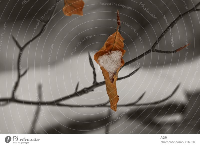 Eistüte Blatt schneegefüllt Winter Natur Klima Wetter Schnee Baum Wald frieren hängen dehydrieren fest braun gelb orange schwarz eingerollt Wintertag ertragen