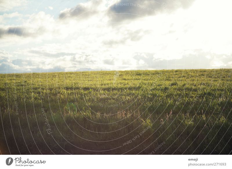 nach dem Regen Umwelt Natur Himmel Wolken Frühling Sommer Klima Wetter Schönes Wetter Gras Wiese Feld hell Farbfoto Außenaufnahme Menschenleer Textfreiraum oben