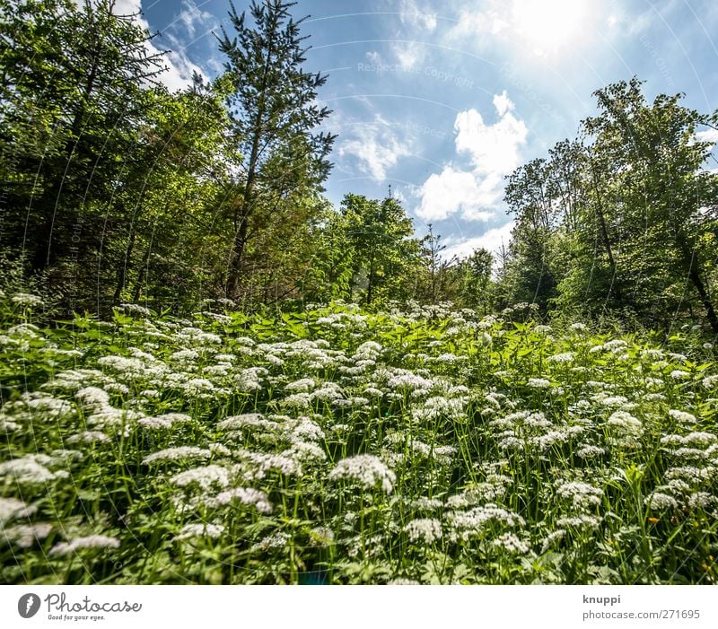 zwölf Millimeter Umwelt Natur Landschaft Pflanze Himmel Wolken Sonne Sonnenlicht Frühling Sommer Wetter Schönes Wetter Baum Blume Gras Sträucher Blatt Blüte