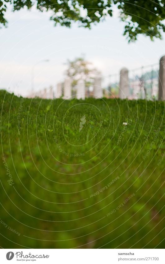 Grasgrün Umwelt Natur Pflanze Baum Garten Park Wiese Blühend Erholung liegen Wachstum natürlich saftig weich Halm Rasen Schatten Außenaufnahme Farbfoto