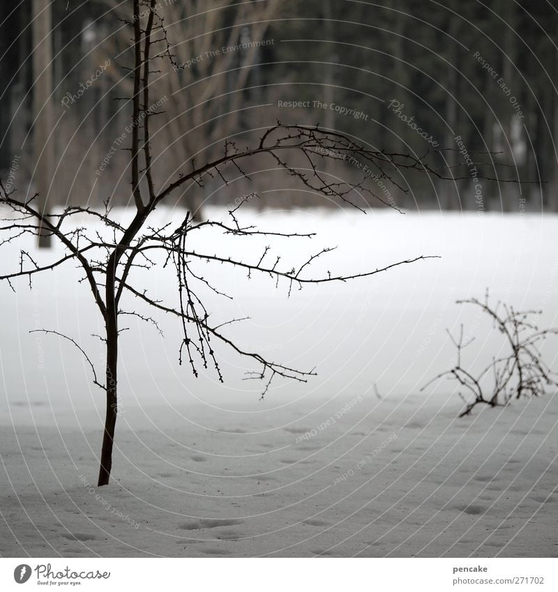 traurig bin ich sowieso Landschaft Winter Schnee Baum Wald Traurigkeit Trauer ohnmächtig Selbstlosigkeit resignieren warten demütig Gedeckte Farben