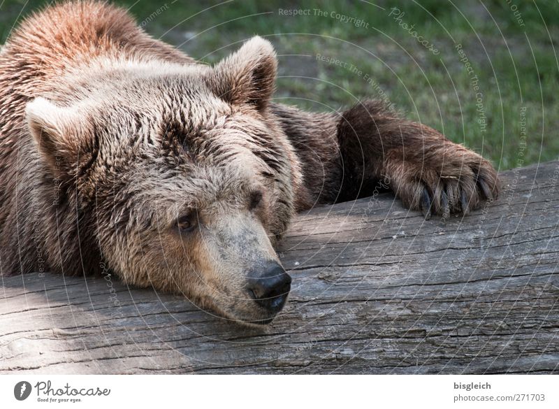 Faulpelz Zoo Tier Wildtier Tiergesicht Fell Bär 1 Erholung liegen schlafen träumen weich braun Gelassenheit ruhig Farbfoto Außenaufnahme Menschenleer Tag