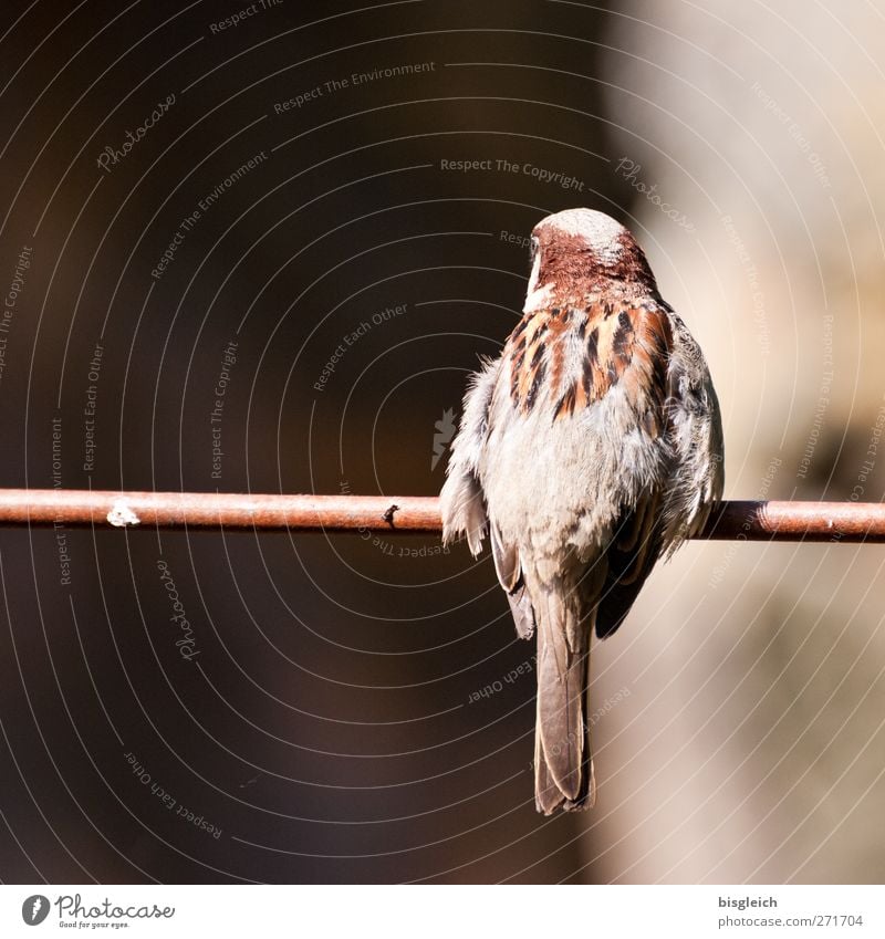 Ins Ungewisse Zoo Zweig Tier Vogel Spatz 1 sitzen klein braun schwarz Neugier Flugangst Zukunftsangst gefährlich Angst bedrohlich Farbfoto Außenaufnahme