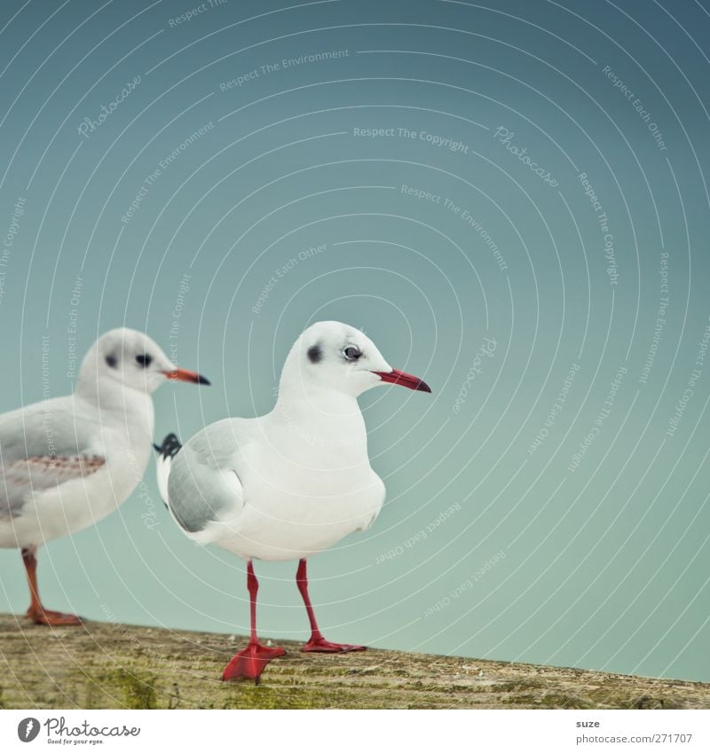 Emma & Jonathan ruhig Umwelt Natur Tier Urelemente Luft Himmel Wolkenloser Himmel Wildtier Vogel Flügel 2 Tierpaar Holz stehen warten kalt klein niedlich blau