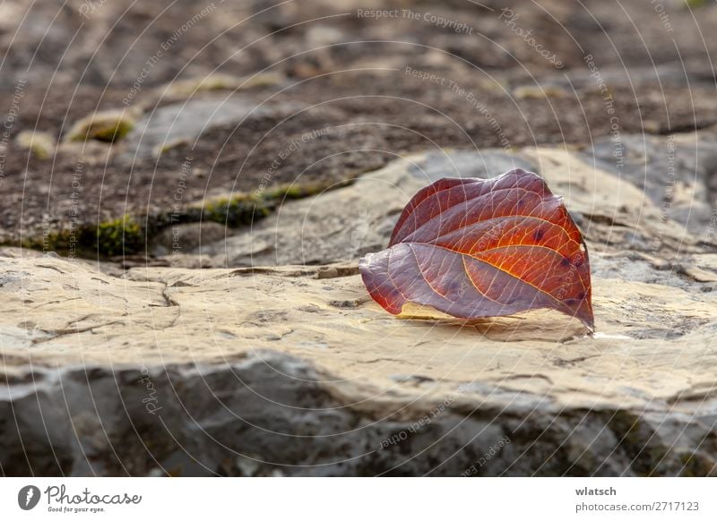 Felsen im Herbst Umwelt Natur Landschaft Erde Blatt Garten Wald braun ruhig Klima Vergänglichkeit Wandel & Veränderung "Adern Leben Wasser Fallen Winter